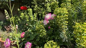 Summer Garden- click for photo gallery